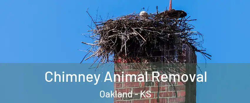 Chimney Animal Removal Oakland - KS
