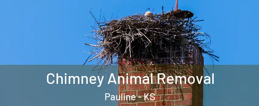 Chimney Animal Removal Pauline - KS