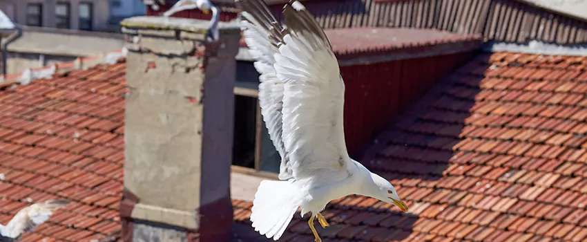 Residential Chimney Animal Removal Solution in Pauline, KS